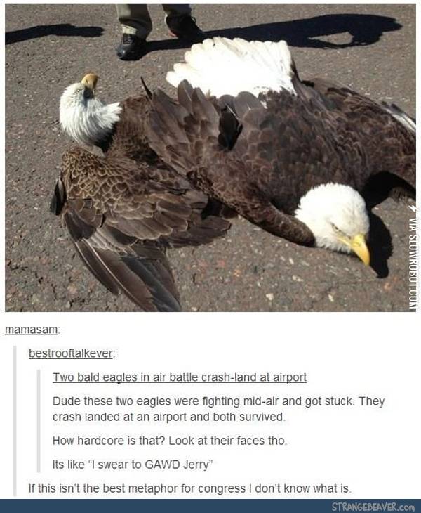 Bald+Eagles