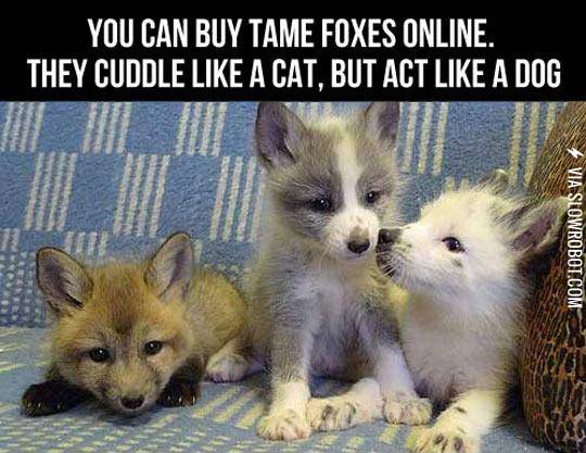 Now+I%26%238217%3Bm+Getting+A+Fox