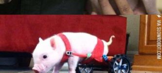 The+Piglet+Who+Couldn%26%238217%3Bt+Walk