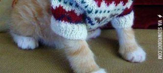 Kitty+In+A+Sweater