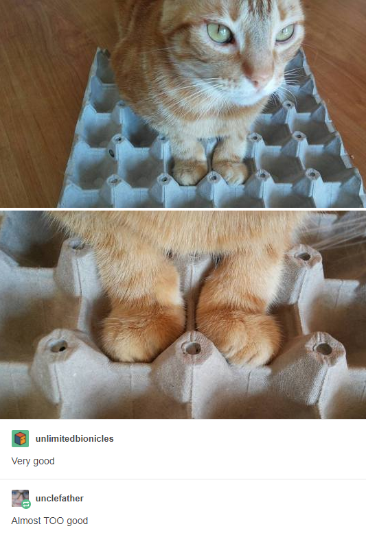 Cat+Carton