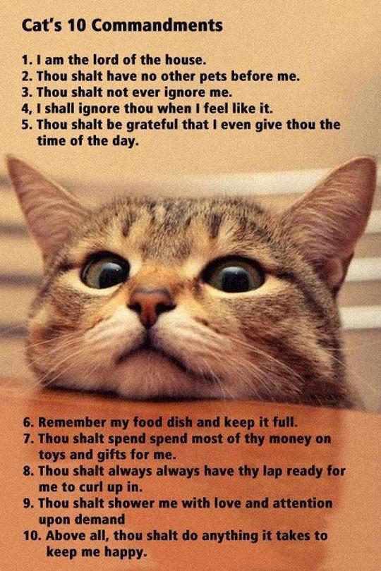 The+ten+commandments+of+cat.