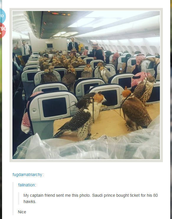 Wanna+see+80+hawks+flying+at+the+same+time%3F