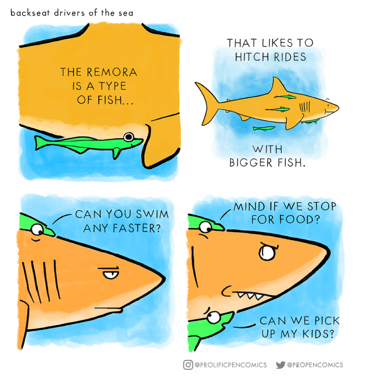 backseat+drivers+of+the+sea