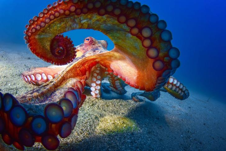 A+very+pretty+octopus