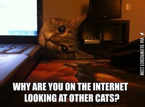 Jealous+cat+is+jealous.