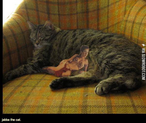 Jabba+the+cat.