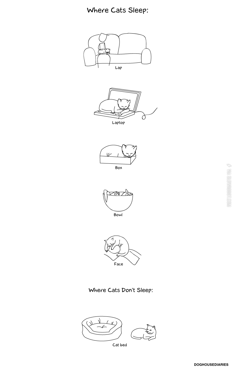 Where+cats+sleep.