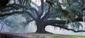 500+year+old+Oak+Tree