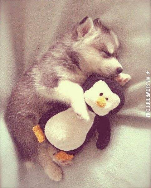 Husky+puppy+taking+a+nap+with+his+stuffed+penguin