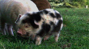 Just+a+furry+baby+pig.