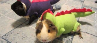 My+guinea+pigs+dressed+up+like+dinosaurs