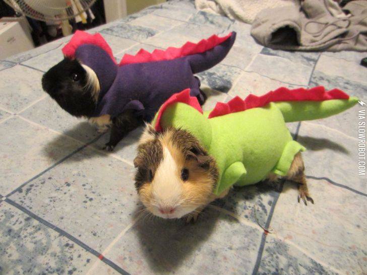 My+guinea+pigs+dressed+up+like+dinosaurs