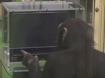 Chimps+are+smart.