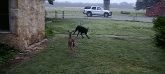 Dog+playing+with+a+deer