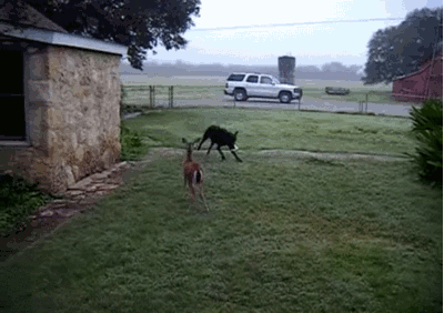 Dog+playing+with+a+deer