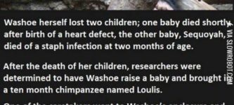 Washoe+the+chimp.