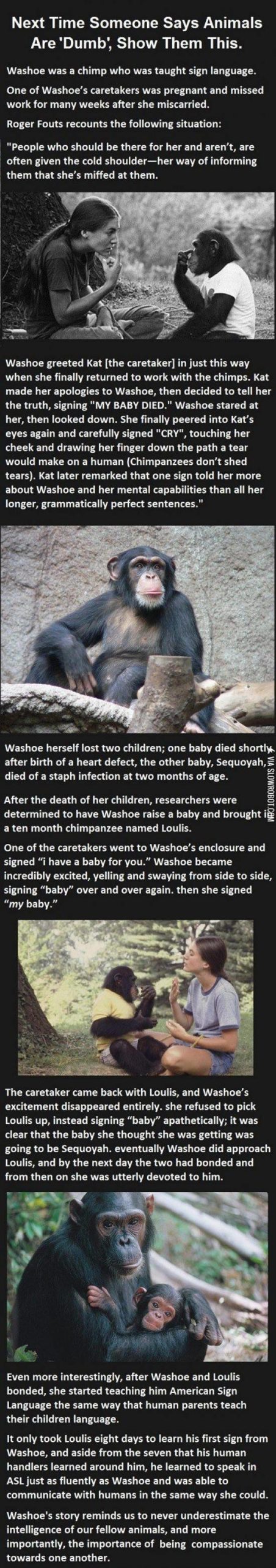 Washoe+the+chimp.