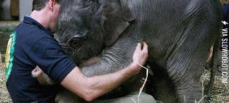 Baby+Elephant+Greeting+His+Keeper