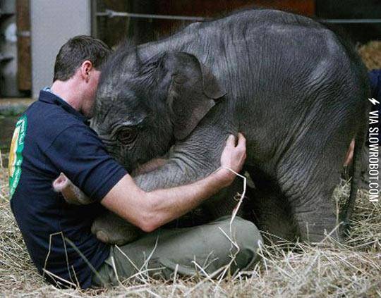 Baby+Elephant+Greeting+His+Keeper