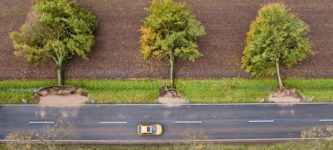 Trees+after+the+Storm%2C+Lower+Saxony