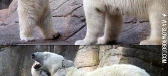 Polar+bears+need+hugs+too.