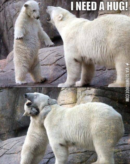Polar+bears+need+hugs+too.