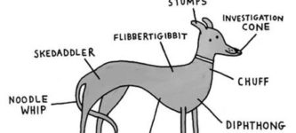 Anatomy+Of+A+Greyhound