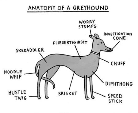 Anatomy+Of+A+Greyhound