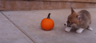 Puppy+playing+with+a+pumpkin