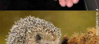 Hedgehogs+Next+To+Things+That+Look+Like+Hedgehogs
