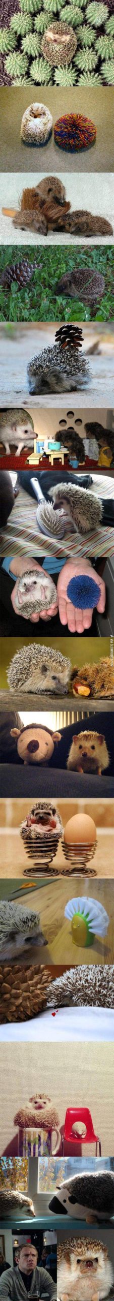 Hedgehogs+Next+To+Things+That+Look+Like+Hedgehogs