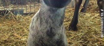 Having+A+Bad+Day%3F+Well%2C+Here%26%238217%3Bs+A+Smiling+Lamb