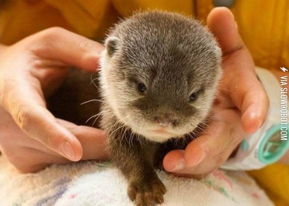 A+two+month+old+otter