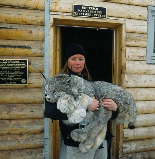 This+lynx+and+it%26%238217%3Bs+huge+paws