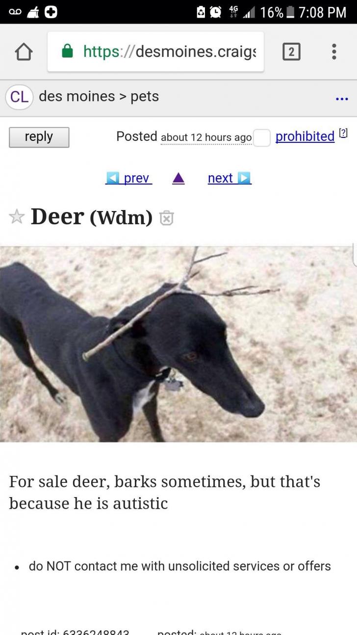 This+deer+for+sale+on+Craigslist