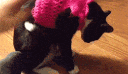 Cat+vs+Sweater