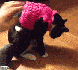 Cat+vs+Sweater