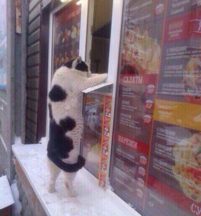 Four+fish+tacos%2C+please