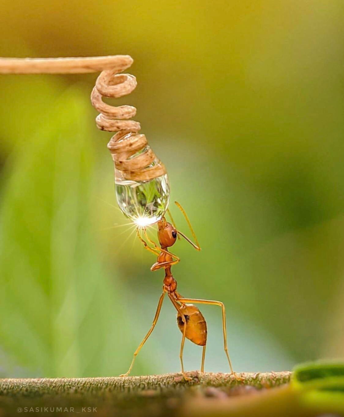 Ants+get+thirst%2C+also.