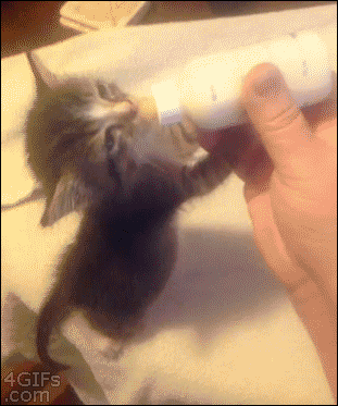 Kitten%26%238217%3Bs+bedtime+routine