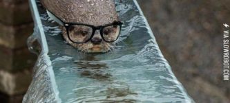 Hipster+otter.