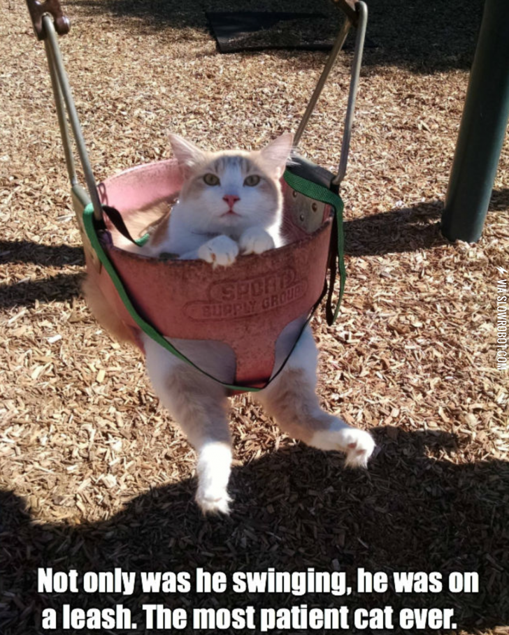 In+a+kitty+swing.