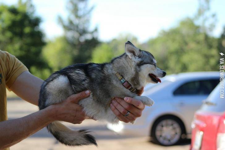 I+can%26%238217%3Bt+believe+this+breed+exists%2C+the+Alaskan+Klee+Kai