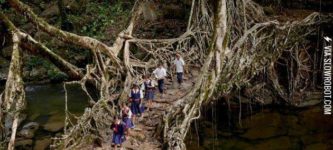 Tree+Root+Bridge+India