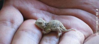 Baby+Lizards+Can+Be+Adorable