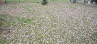 Raking+leaves+is+satisfying.