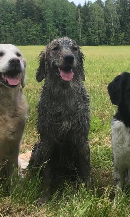 Fool%26%238217%3Bs+gold%5Ben+retriever%5D