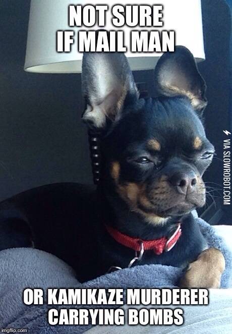 My+dog%26%238217%3Bs+everyday+struggle