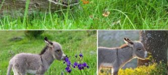 Animals+smelling+flowers